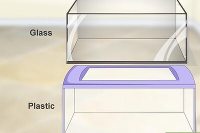 How to Create a Corn Snake Vivarium