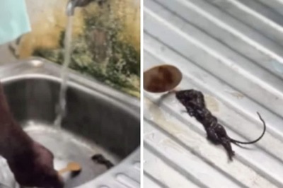 Family Finds Dead Mouse in Sealed Hershey’s Chocolate Syrup Ordered from Zepto