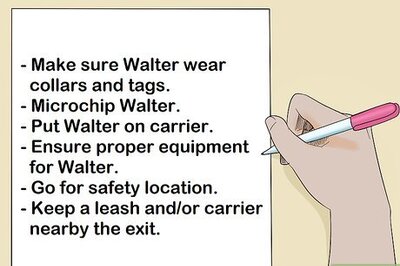 How to Include Your Cat in a Disaster Preparedness Plan