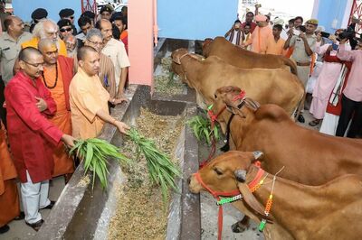 Lok Sabha Election Results 2019: In Yogi’s UP, How Gaushalas Solve Cattle Menace But Alienate Dalits and Muslims This Poll Season