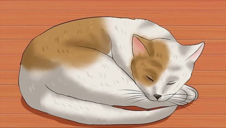 How to Identify if Your Cat Has Had a Stroke