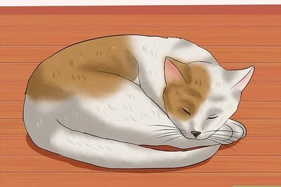 How to Identify if Your Cat Has Had a Stroke