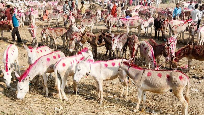 Demonetisation Hits Famous Donkey Fair In Ujjain