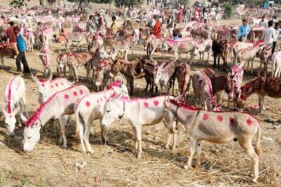 Demonetisation Hits Famous Donkey Fair In Ujjain