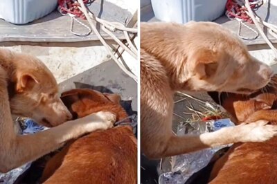 Watch: Dog Rescued From Flood Comforts Another Pooch, Internet Is Emotional