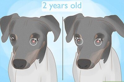 How to Treat Cherry Eye in Dogs