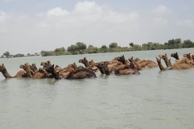 Kutch's Kharai Breed, World's Only Swimming Camels, Can Travel 1.5 Km In Sea