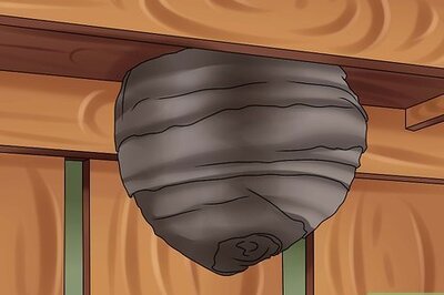 How to Identify a Hornet