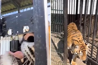 Tiger Uses Its Powerful Jaws To Break Cage Lock, Here's What Happens Next
