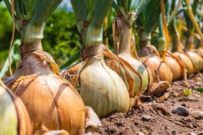 Five Technologies That Can Transform The Agriculture Sector For Good