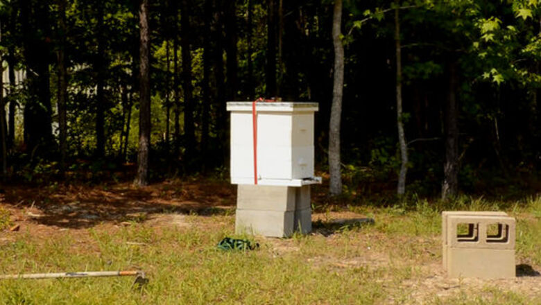 How to Work With Bees