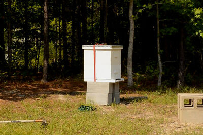 How to Work With Bees