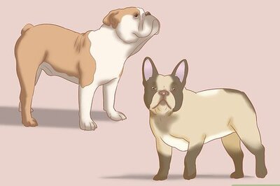 How to Identify an English Bulldog