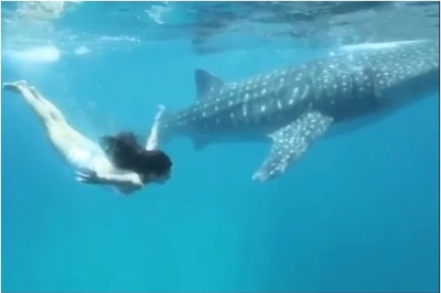 Katrina Kaif Shares Stunning Throwback Video of Swimming Underwater with Whale Shark