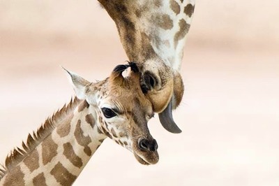 Snapshot: Awwww! Cutest photo of the day of baby giraffe canoodling with its mother