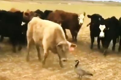 Watch: Goose Stands Tall In Front Of Cows Trying To Intimidate The Bird
