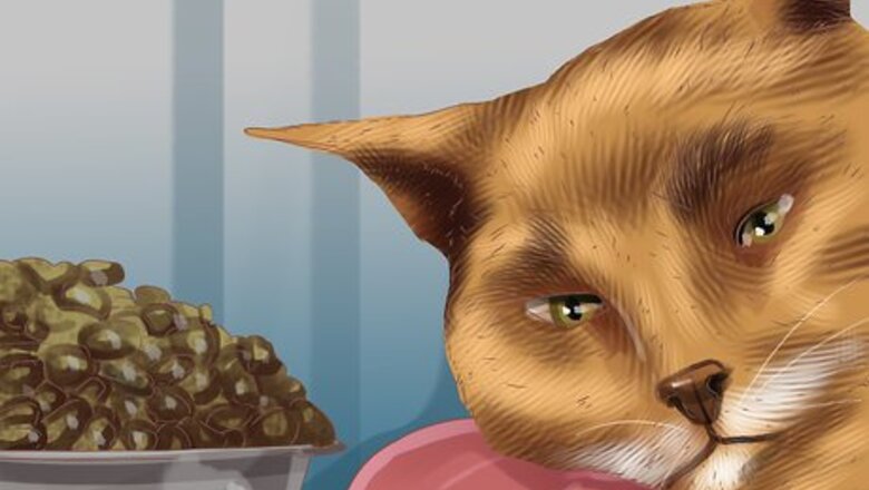 How to Diagnose Cytauxzoonosis in Cats