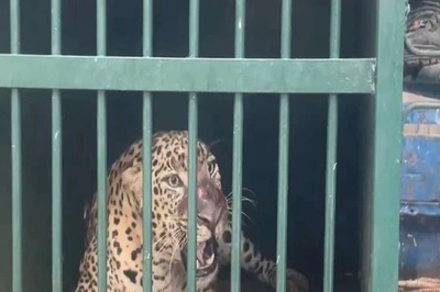 Leopard Caught in Bengaluru After Three Days of Frantic Search