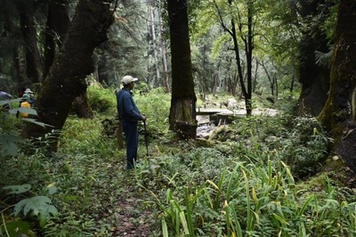 Experience with Nature Improves Concentration, Positively Impacts Brain: IIT-Delhi Study