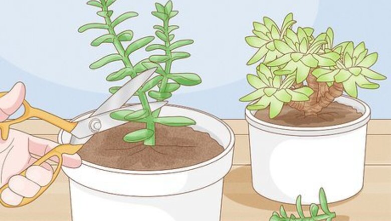 How to Make a Succulent Wreath