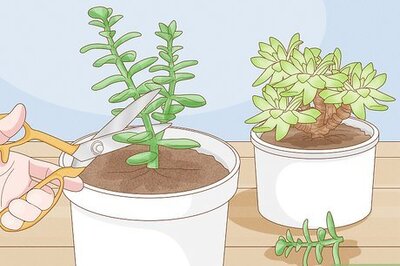 How to Make a Succulent Wreath