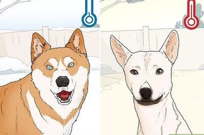 How to Choose a Dog Suitable for Your Climate