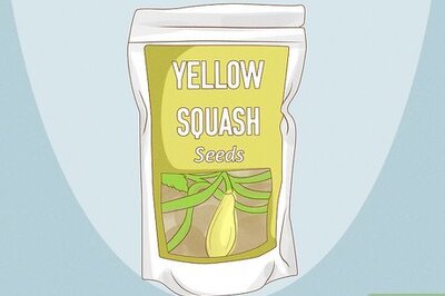 How to Grow Yellow Squash