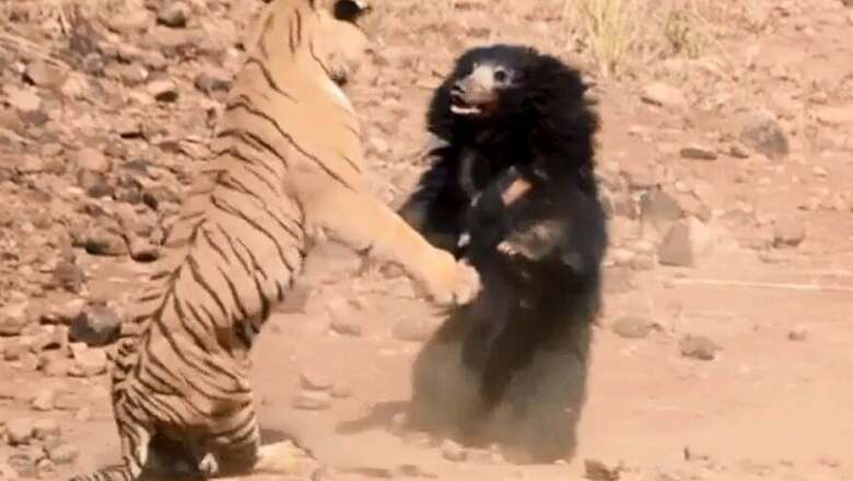 Mama Sloth Bear Fights off Tiger in Maharashtra, Becomes Social Media Star | Watch