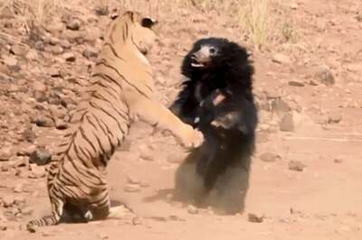 Mama Sloth Bear Fights off Tiger in Maharashtra, Becomes Social Media Star | Watch