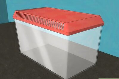 How to Make a Caterpillar Habitat