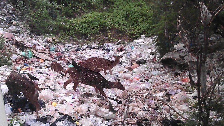 Four deer die of illness in Kanpur zoo