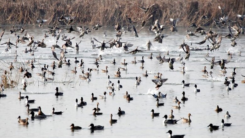 'Don't Create Fear Psychosis': Javadekar Rubbishes Link Between Coronavirus & Migratory Birds