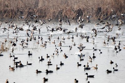 'Don't Create Fear Psychosis': Javadekar Rubbishes Link Between Coronavirus & Migratory Birds