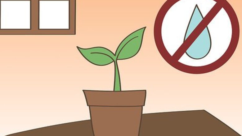 How to Harden Off Seedlings