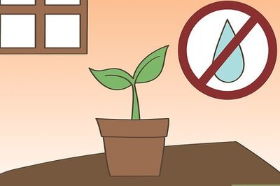 How to Harden Off Seedlings