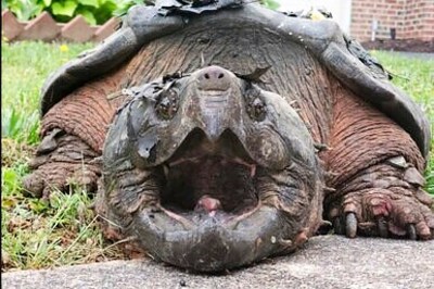 Feds Propose Threatened Status For Alligator Snapping Turtle