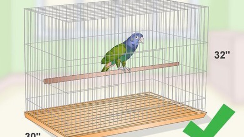 How to Set Up a Pionus Parrot Habitat