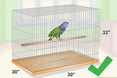 How to Set Up a Pionus Parrot Habitat