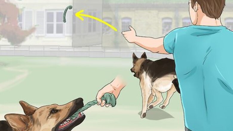 How to Exercise Your Dog