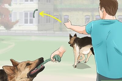 How to Exercise Your Dog