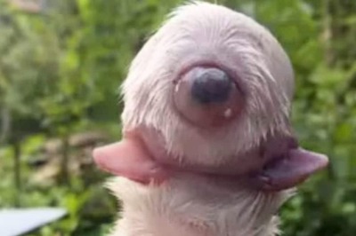 This 0.5 mm Insect Has Only One Eye But 12 Pairs Of Limbs