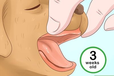 How to Tell Your Puppy's Age