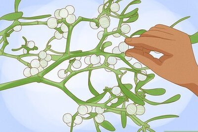 How to Grow Mistletoe