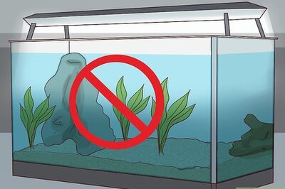 How to Take Care of a Russian Tortoise