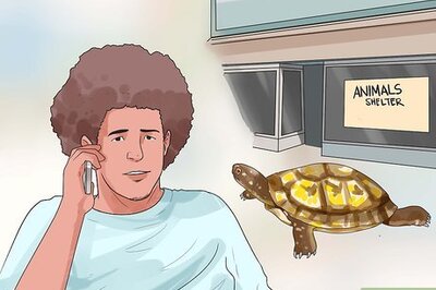 How to Find a Turtle