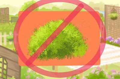 How to Plant a Deer‐Resistant Garden