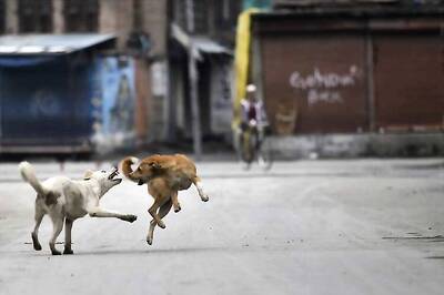 Twenty Five Stray Dogs Killed in Varkala in Response to Mauling of a 90-Year-Old