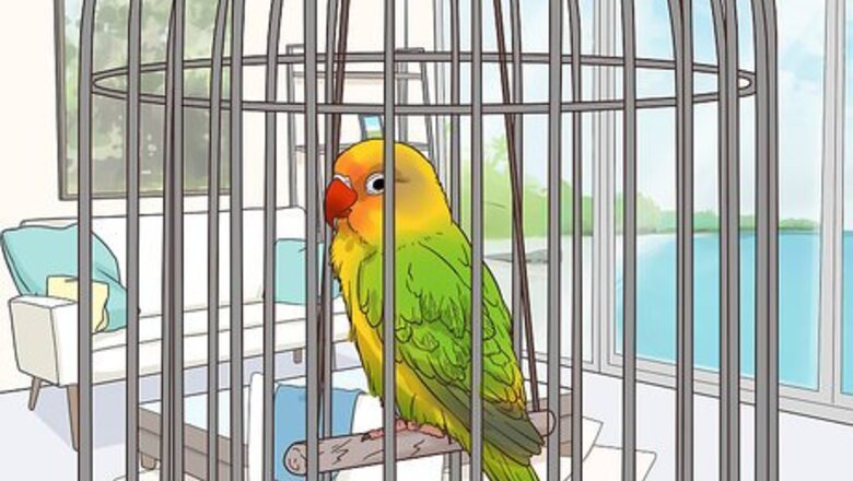 How to Treat Lovebirds with Psittacine Beak and Feather Disease