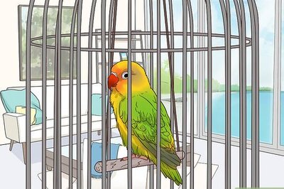 How to Treat Lovebirds with Psittacine Beak and Feather Disease