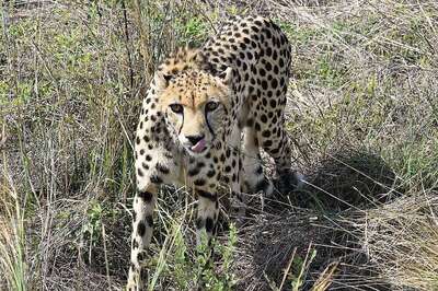 ‘No Reason to Keep Healthy Cheetahs Confined’: South African Expert on Extended Captivity of Kuno’s Big Cats